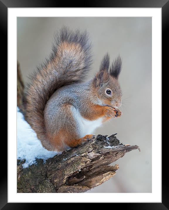 Classics of red squirrrel Framed Mounted Print by Sergey Golotvin