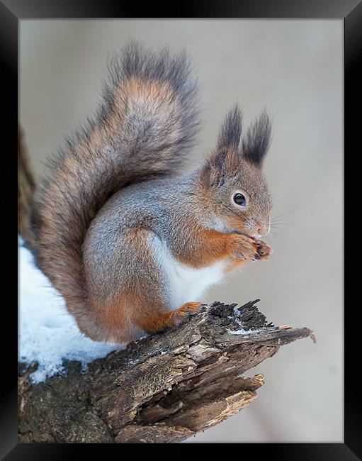 Classics of red squirrrel Framed Print by Sergey Golotvin