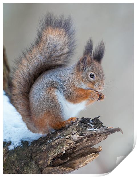 Classics of red squirrrel Print by Sergey Golotvin
