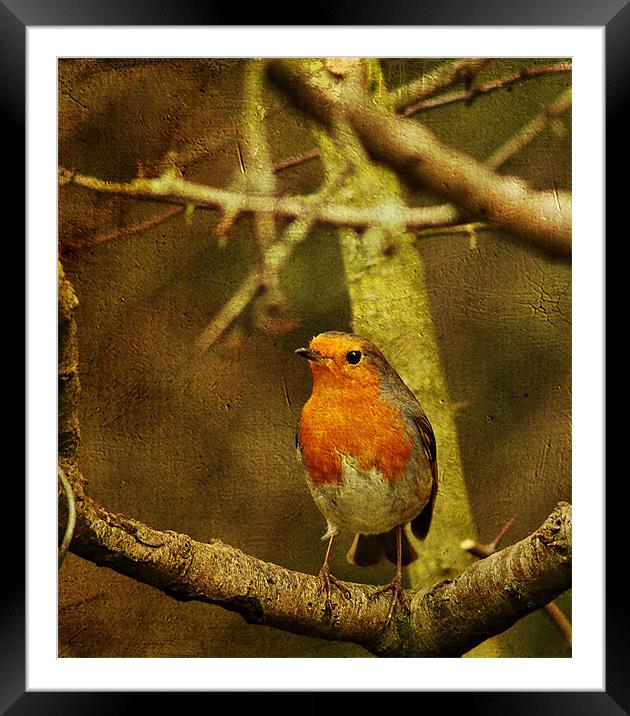 Textured Robin Framed Mounted Print by Richie Fairlamb