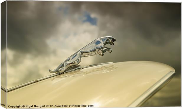 Jaguar Canvas Print by Nigel Bangert