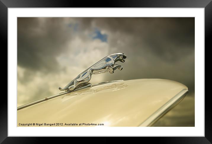 Jaguar Framed Mounted Print by Nigel Bangert