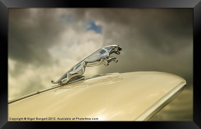 Jaguar Framed Print by Nigel Bangert