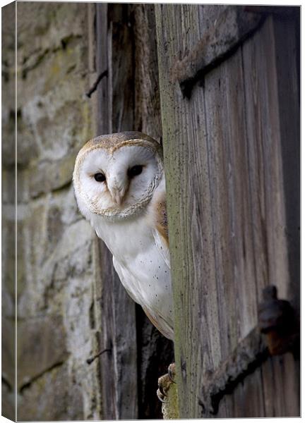 Barn Owl Bird of Prey Canvas Print by Mike Gorton