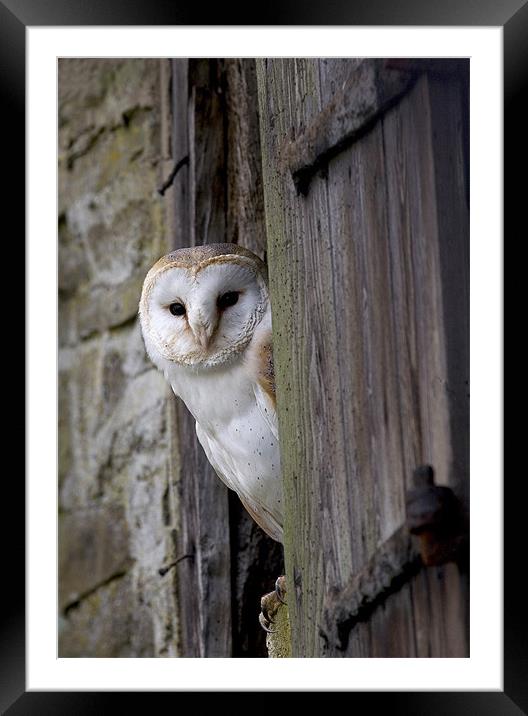 Barn Owl Bird of Prey Framed Mounted Print by Mike Gorton