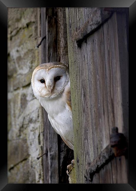 Barn Owl Bird of Prey Framed Print by Mike Gorton