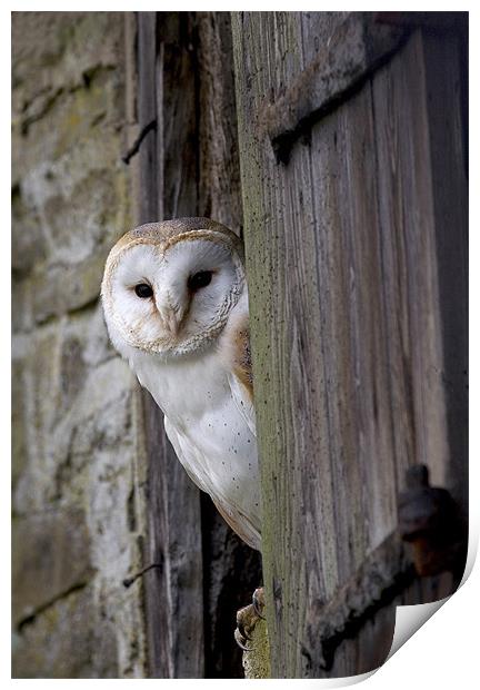 Barn Owl Bird of Prey Print by Mike Gorton