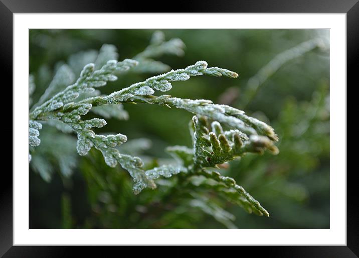 Frosted Leaves!!! Framed Mounted Print by Nadeesha Jayamanne