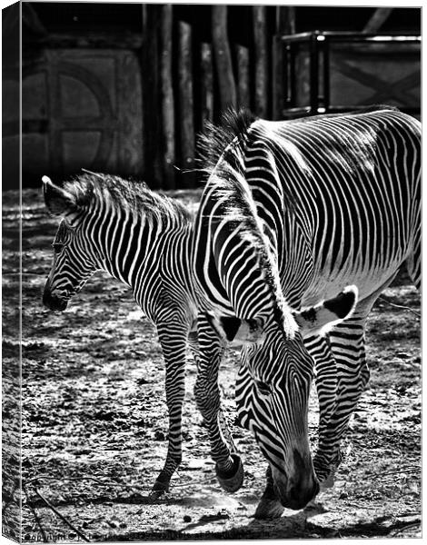 stripes Canvas Print by Jo Beerens