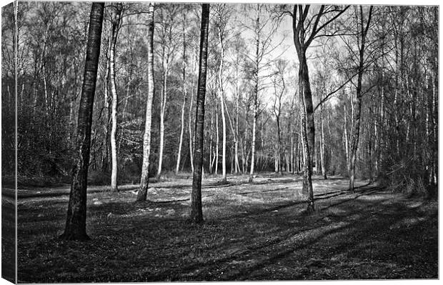 spring forest Canvas Print by Jo Beerens