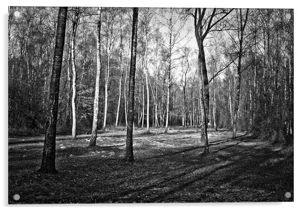 spring forest Acrylic by Jo Beerens