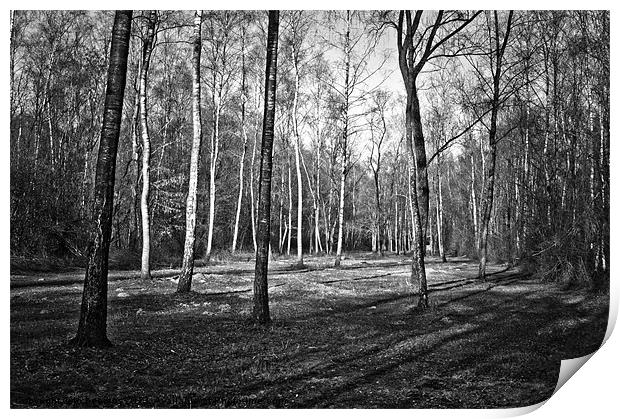 spring forest Print by Jo Beerens