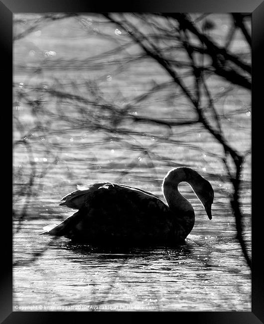 Swan Lake BW Framed Print by Brian  Raggatt