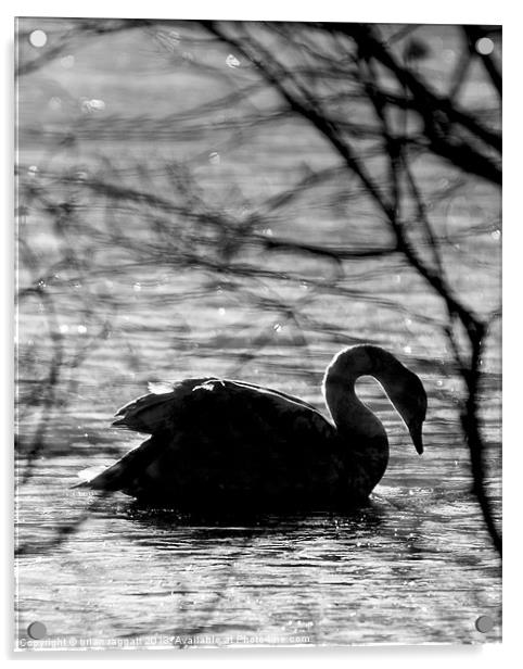 Swan Lake BW Acrylic by Brian  Raggatt