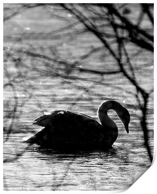 Swan Lake BW Print by Brian  Raggatt