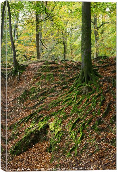 Woodbury Castle woods Canvas Print by Pete Hemington