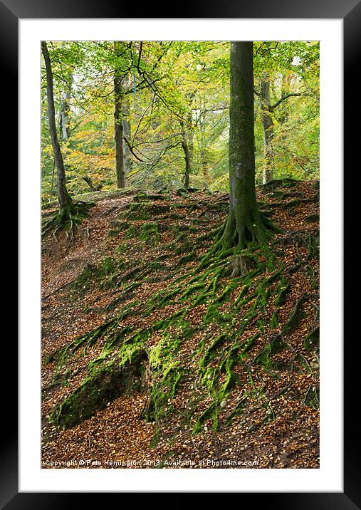 Woodbury Castle woods Framed Mounted Print by Pete Hemington