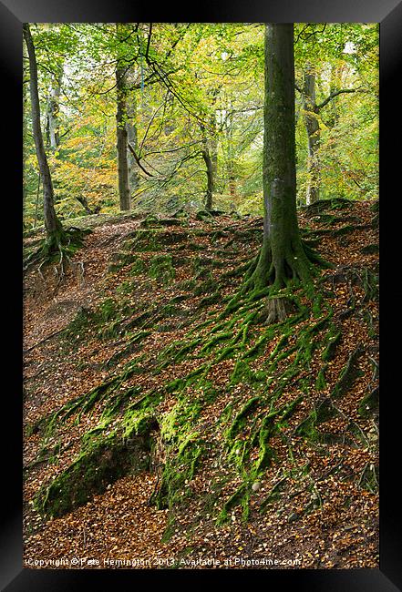 Woodbury Castle woods Framed Print by Pete Hemington