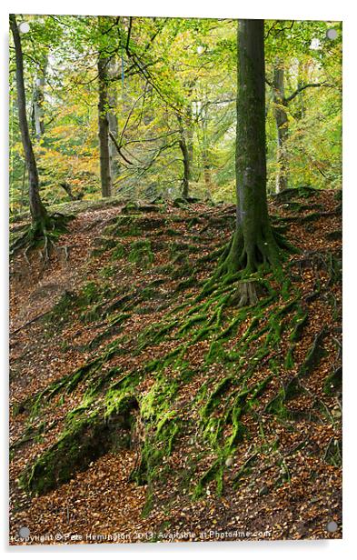 Woodbury Castle woods Acrylic by Pete Hemington