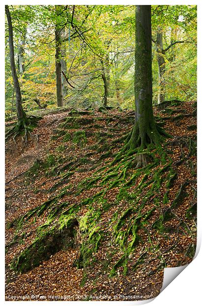 Woodbury Castle woods Print by Pete Hemington