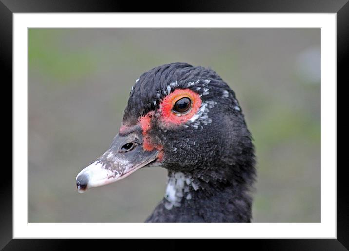 Female Muscovy Duck Framed Mounted Print by Tony Murtagh