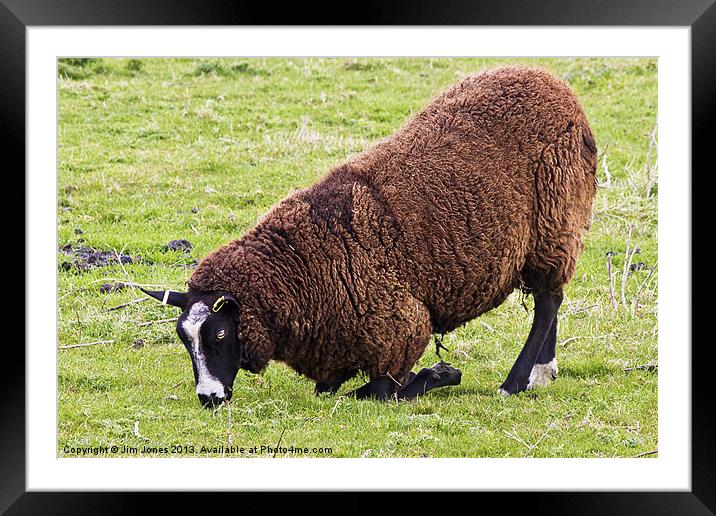 Dutch Zwartbles Sheep grazing Framed Mounted Print by Jim Jones