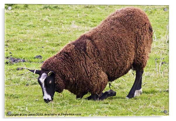 Dutch Zwartbles Sheep grazing Acrylic by Jim Jones