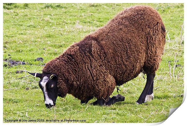 Dutch Zwartbles Sheep grazing Print by Jim Jones
