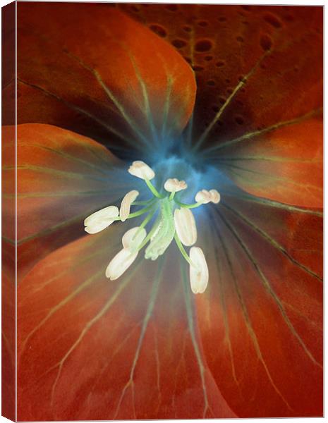 alien geranium (amber tones) Canvas Print by Heather Newton
