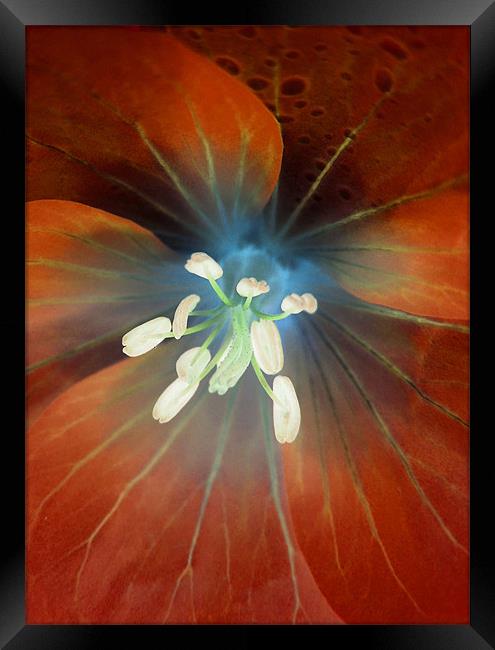 alien geranium (amber tones) Framed Print by Heather Newton
