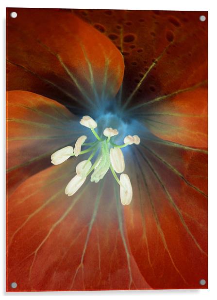 alien geranium (amber tones) Acrylic by Heather Newton