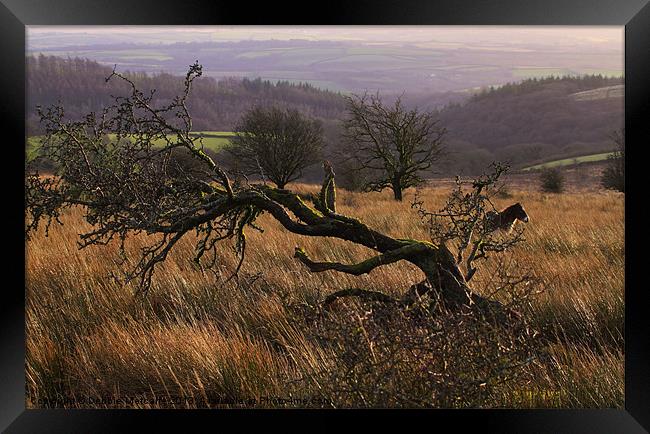 Wild on Exmoor Framed Print by Debbie Metcalfe
