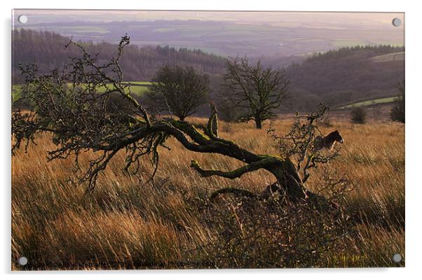 Wild on Exmoor Acrylic by Debbie Metcalfe