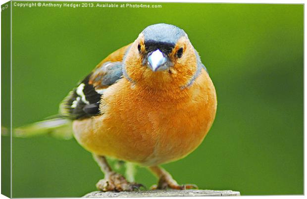 The Chaffinch Canvas Print by Anthony Hedger