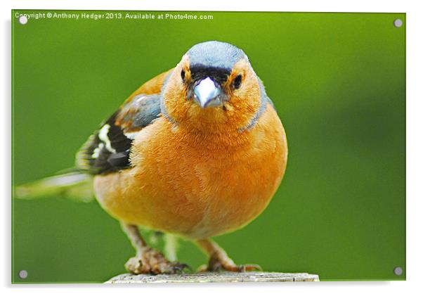 The Chaffinch Acrylic by Anthony Hedger