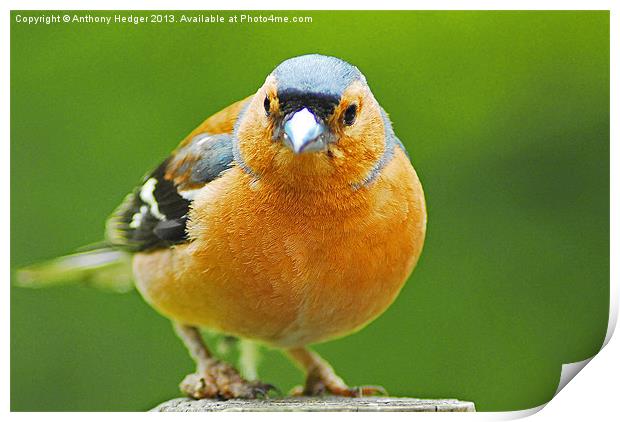 The Chaffinch Print by Anthony Hedger