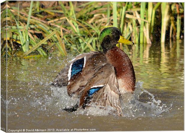 MAKING A SPLASH Canvas Print by David Atkinson