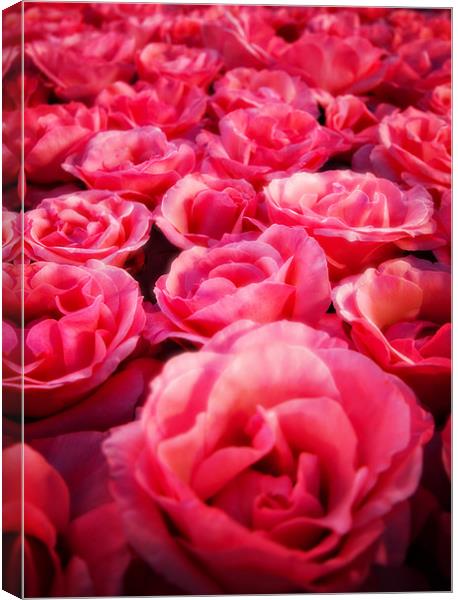 roses in the font Canvas Print by meirion matthias