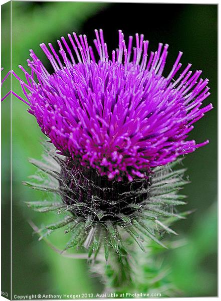 The Thistle Canvas Print by Anthony Hedger