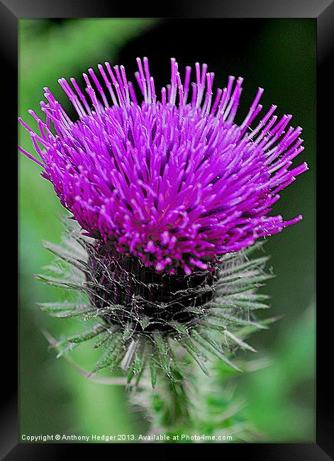 The Thistle Framed Print by Anthony Hedger