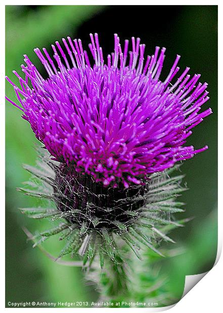 The Thistle Print by Anthony Hedger
