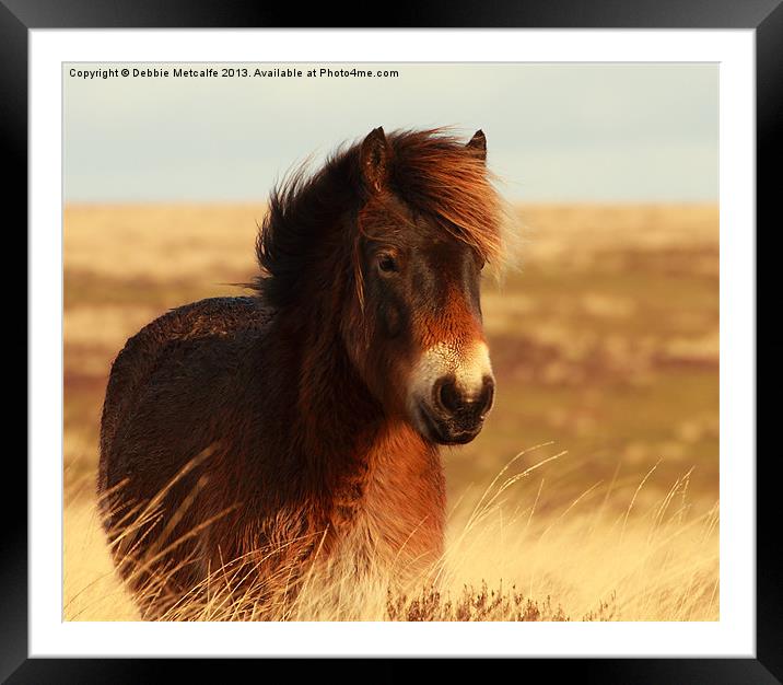 Beautiful Exmoor Pony Framed Mounted Print by Debbie Metcalfe