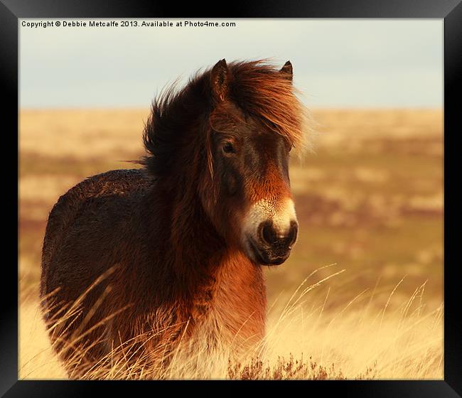 Beautiful Exmoor Pony Framed Print by Debbie Metcalfe