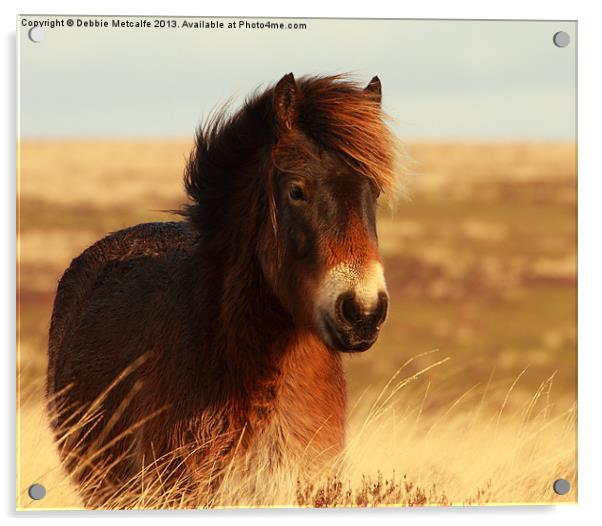 Beautiful Exmoor Pony Acrylic by Debbie Metcalfe