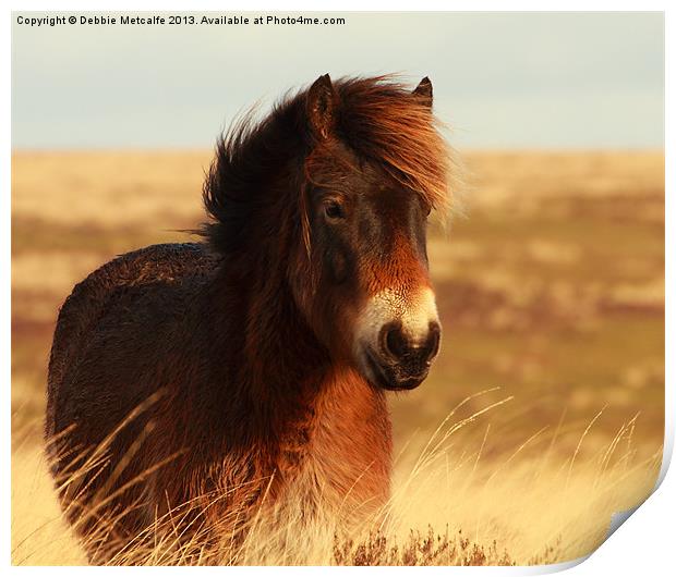 Beautiful Exmoor Pony Print by Debbie Metcalfe