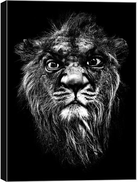 a portrait of the artist as a young lion Canvas Print by meirion matthias