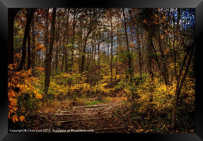 On The Trail To Fangorn Framed Print by Chris Lord