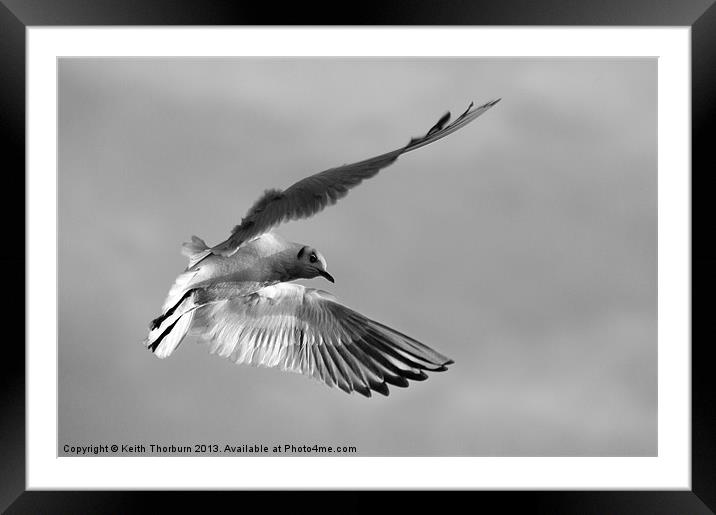 Seagull in Flight Framed Mounted Print by Keith Thorburn EFIAP/b