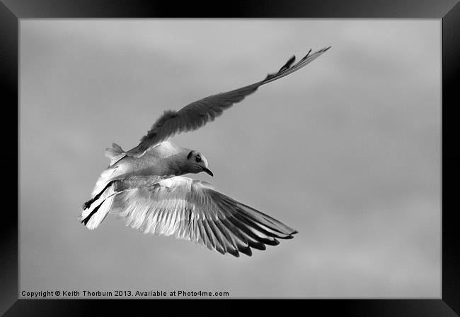 Seagull in Flight Framed Print by Keith Thorburn EFIAP/b