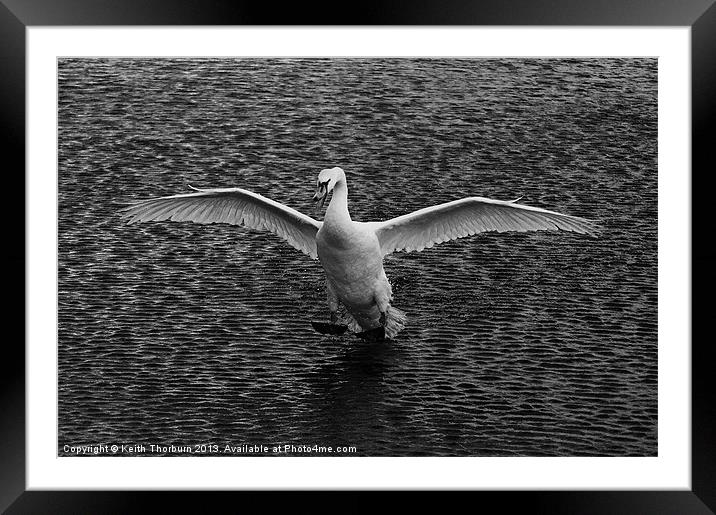 Swan Landing Framed Mounted Print by Keith Thorburn EFIAP/b